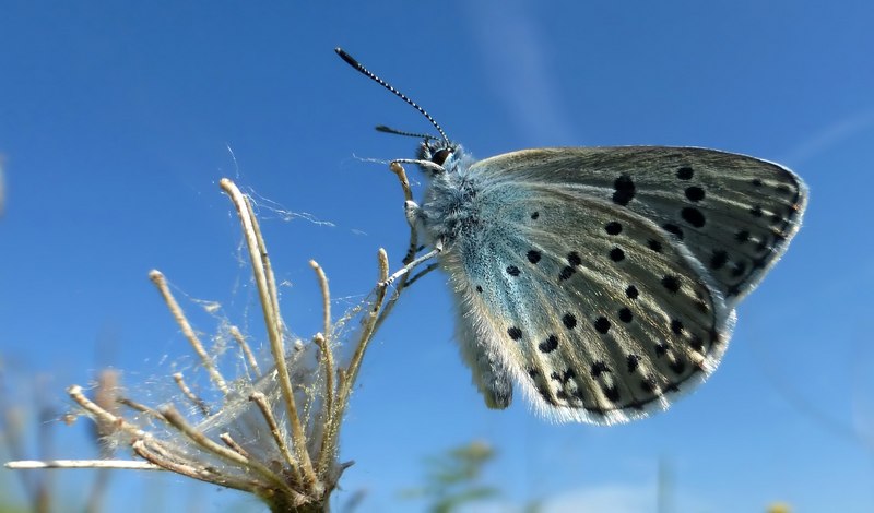 Avviso ai naviganti : volano le Maculinea arion